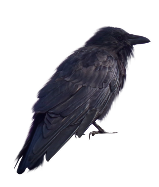 Crow Png Transparent (black, indigo)