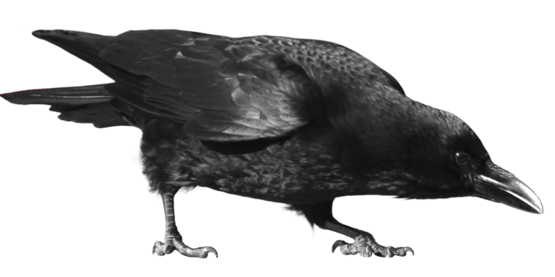 Crow Transparent Background (black)