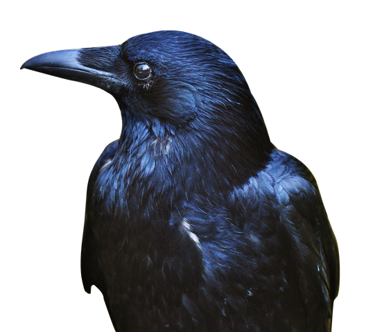 Crow Transparent Images Png (black)