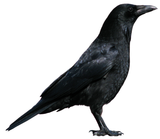 Crow Transparent Png (black)