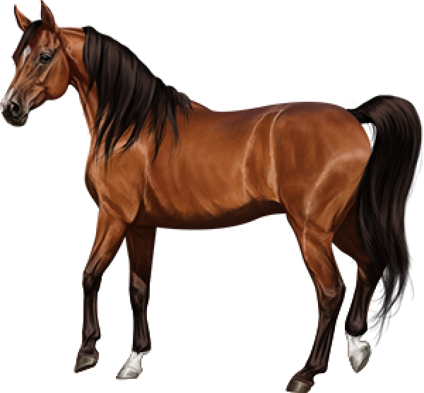 Brown Arabian Horse Png Clipart (black)