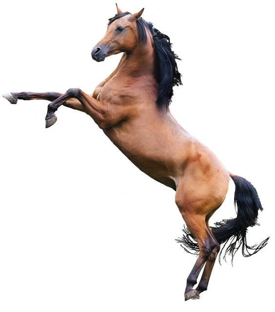 Brown Arabian Horse Png Image (black)