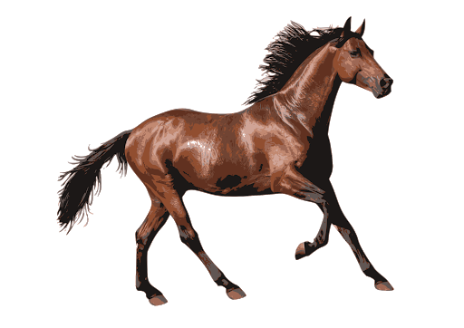 Brown Arabian Horse Transparent Background (black)