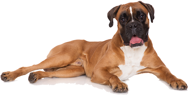 Brown Boxer Dog Png (salmon, black, beige)