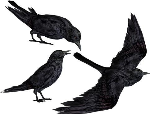 Crows Png File (black)