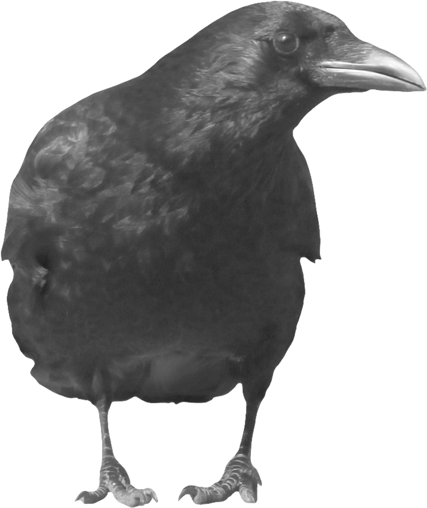 Crows Png Free Download (black, indigo)