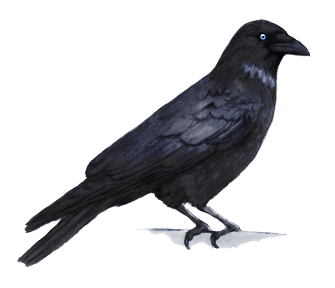 Crows Png Hd Isolated (black)