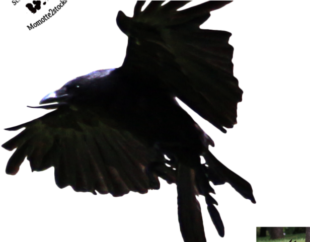 Crows Png Hd (black)