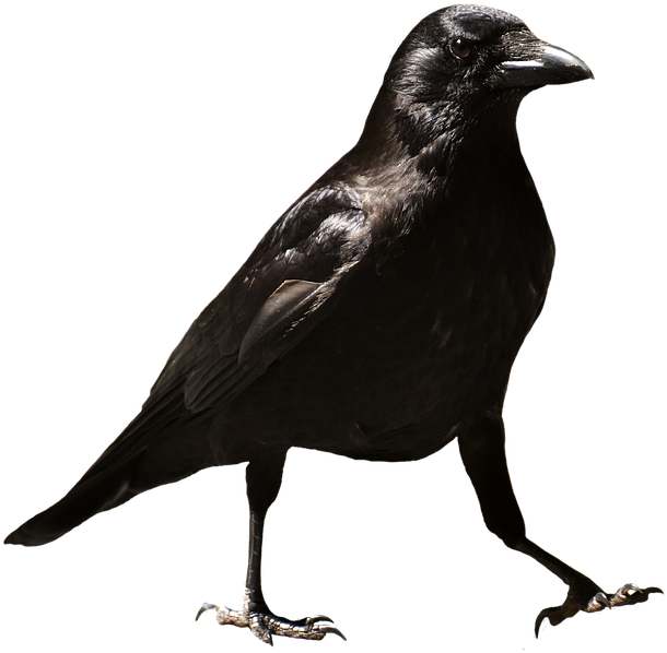 Crows Png Isolated File (black)