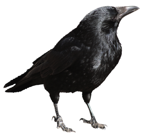 Crows Png Isolated Image (black)