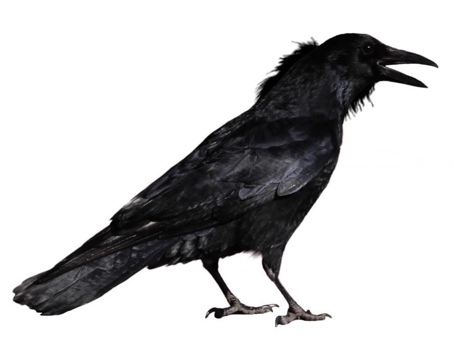 Crows Png Isolated Pic (gray, black)