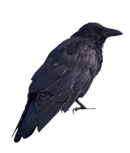 Crows Png Photo (black)