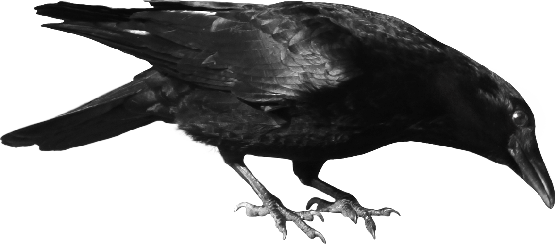 Crows Png Photos (black, white)