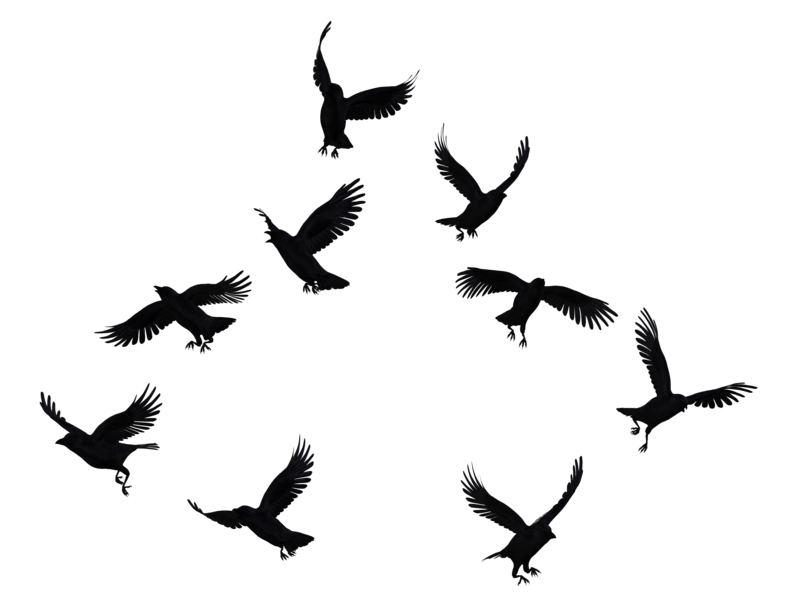 Crows Png Pic (black)