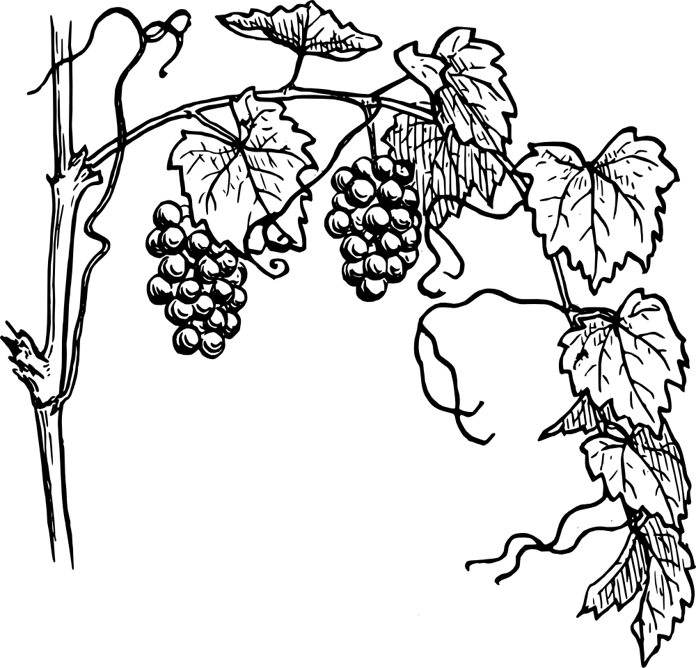 Art Grape Vine Leaf Png Pic (black, gray)