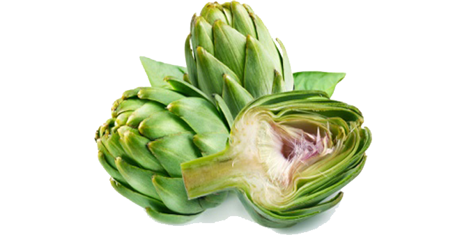 Artichokes Transparent Background (white, mint, olive)