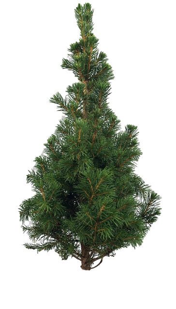 Artificial Christmas Tree Png Pic (green, black)