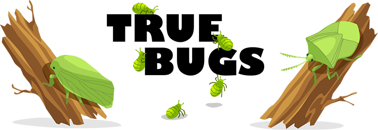 True Bug Png Picture (lavender, black, chocolate, olive, silver)