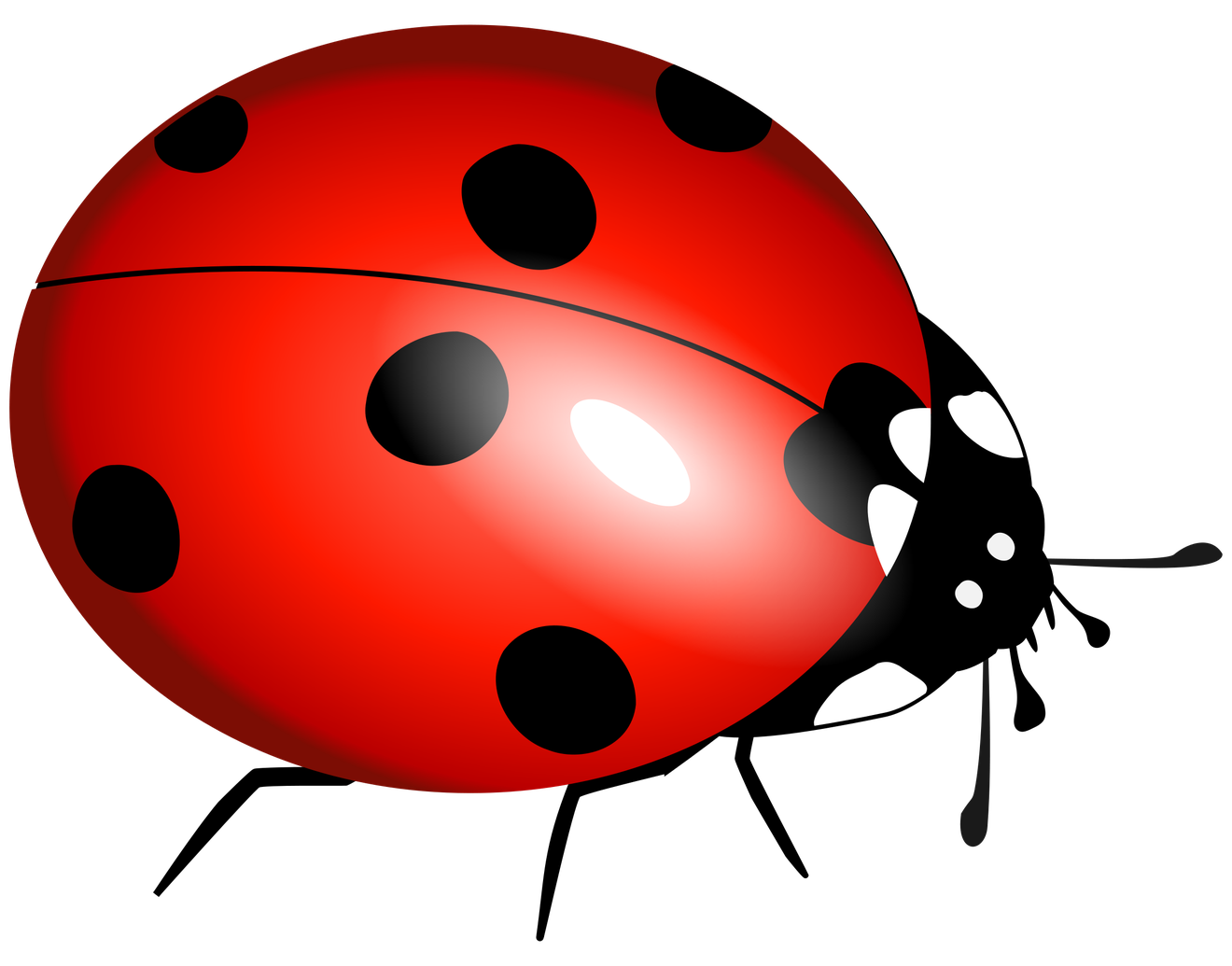 True Bug Transparent Background (maroon, black, red, white)