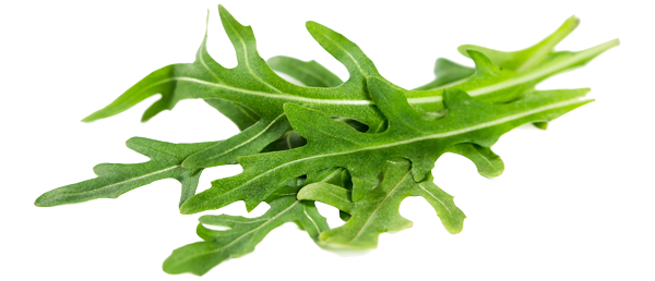 Arugula Png Clipart (white)