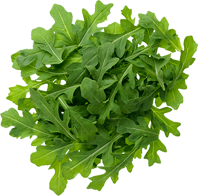 Arugula Png File (white)