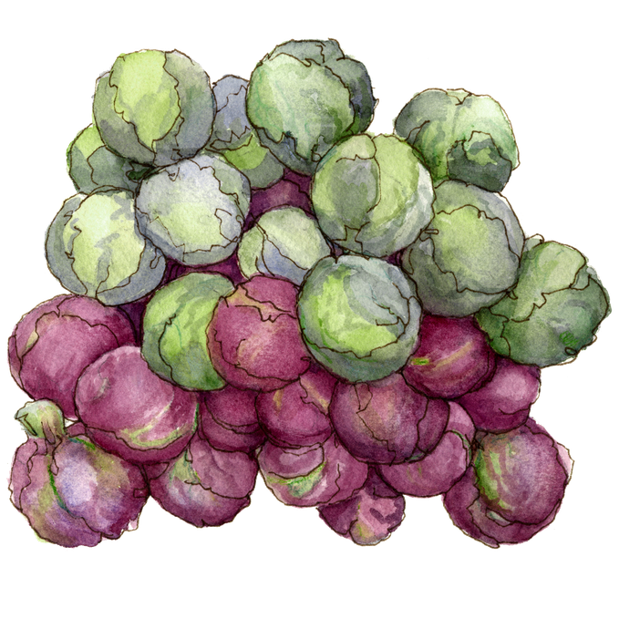 Brussel Sprout Png (black)