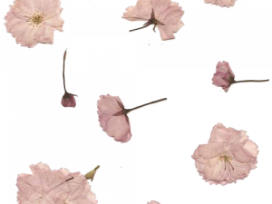 Dry Flower Png Picture 300X225 (black, silver)