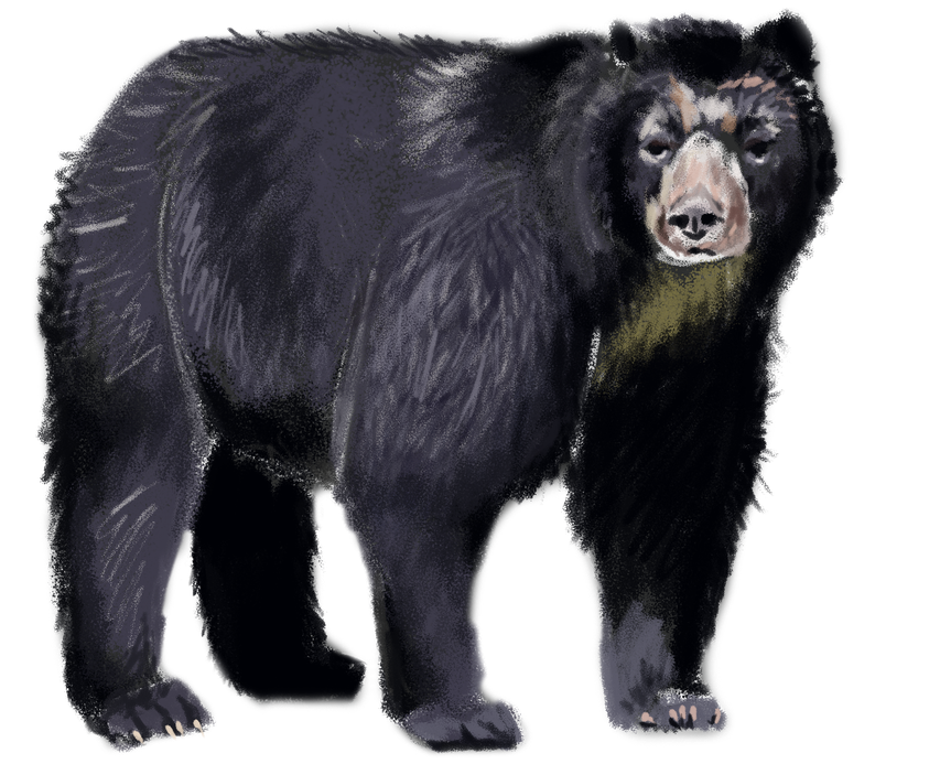 Asian Black Bear Png File (black)