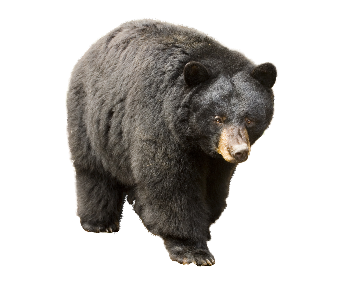 Asian Black Bear Png Image (black, gray)