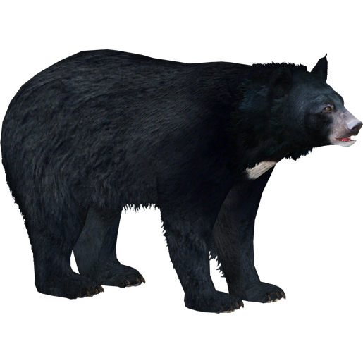 Asian Black Bear Png Isolated Hd (black)