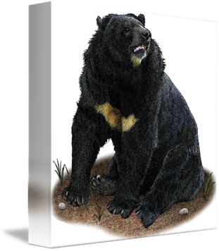 Asian Black Bear Png Photo (white, black, silver, lavender, gray)