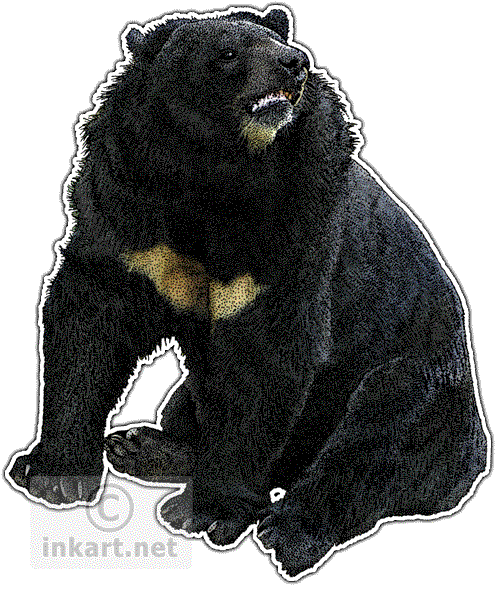 Asian Black Bear Png Picture (white, black)