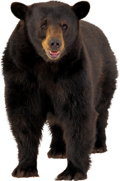 Asian Black Bear Png Transparent (black)