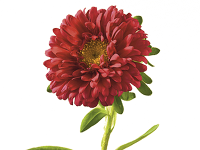 Aster Png Clipart (beige)