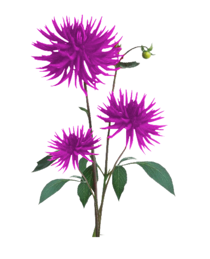 Aster Png Free Download (purple, black)