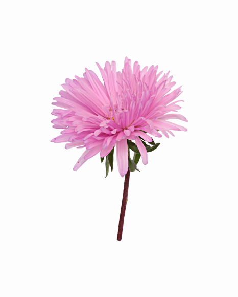 Aster Png Image (white)