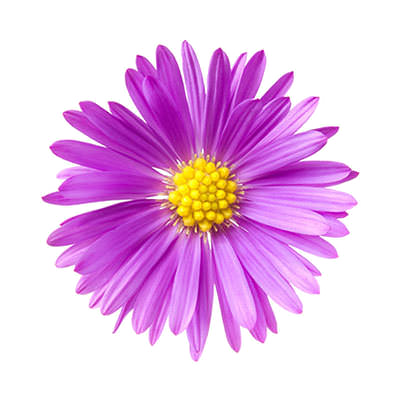 Aster Transparent Background (white)