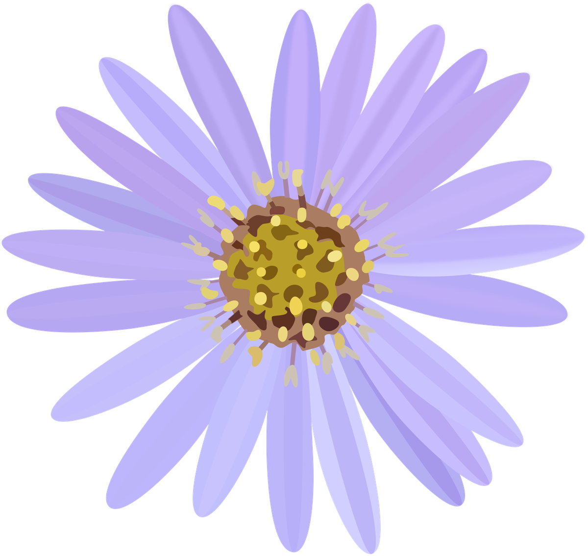 Aster Transparent Png (lavender, black, plum)