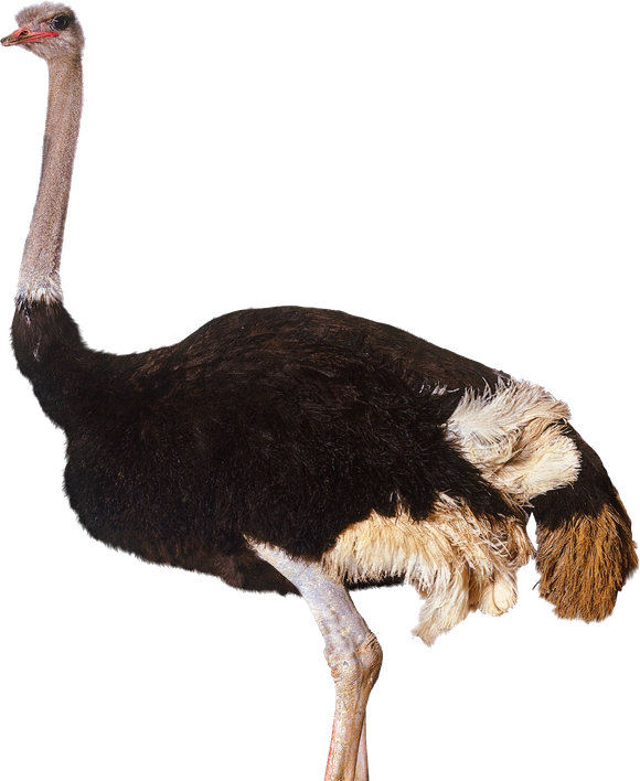 Ostrich Png Clipart (black)