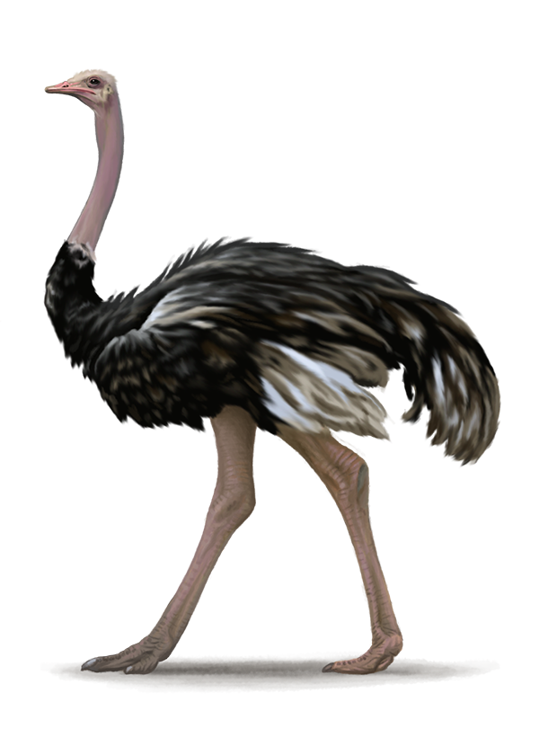 Ostrich Png File (gray, silver, lavender, black, white)