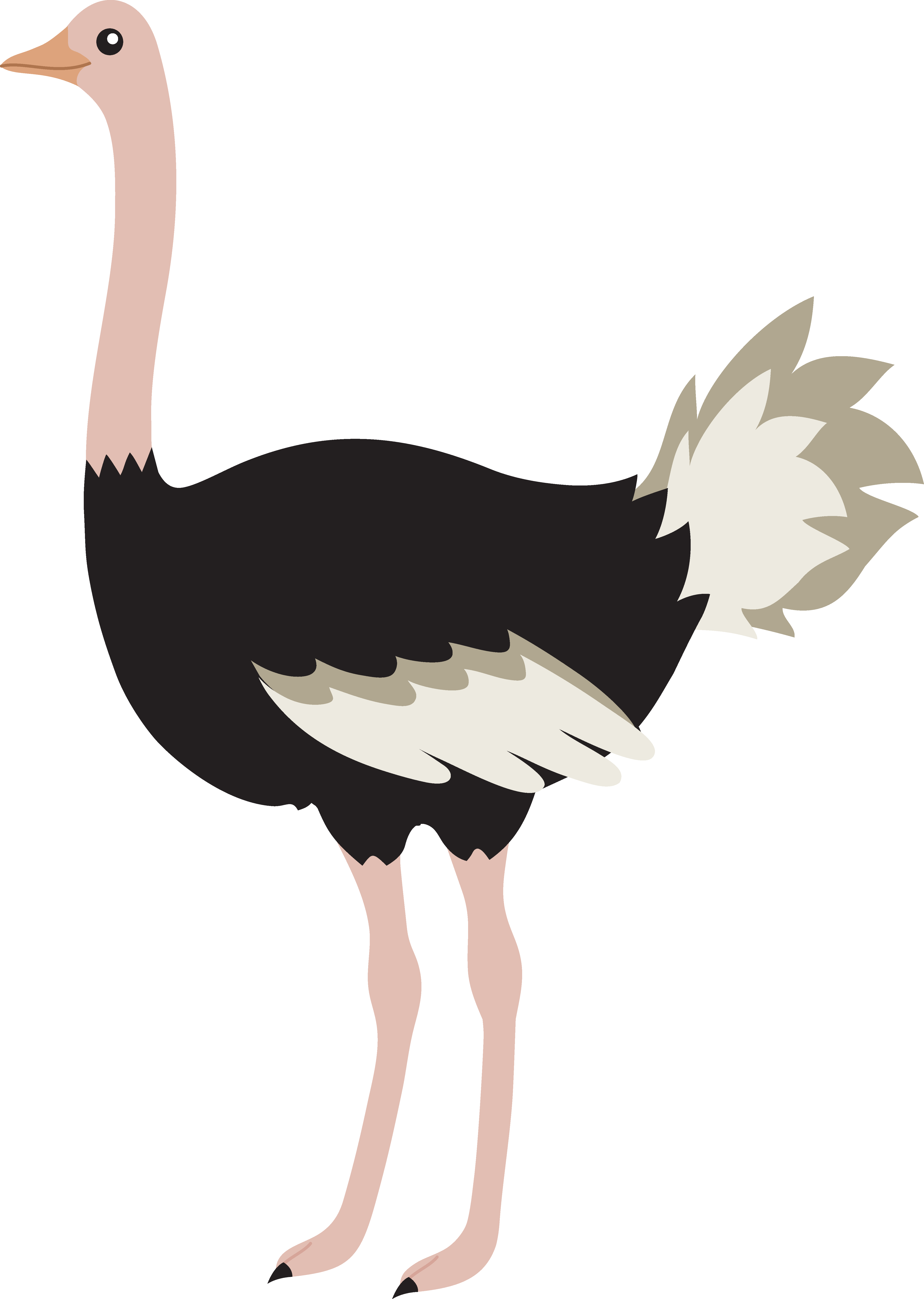 Ostrich Png Image (white, silver, black, beige)