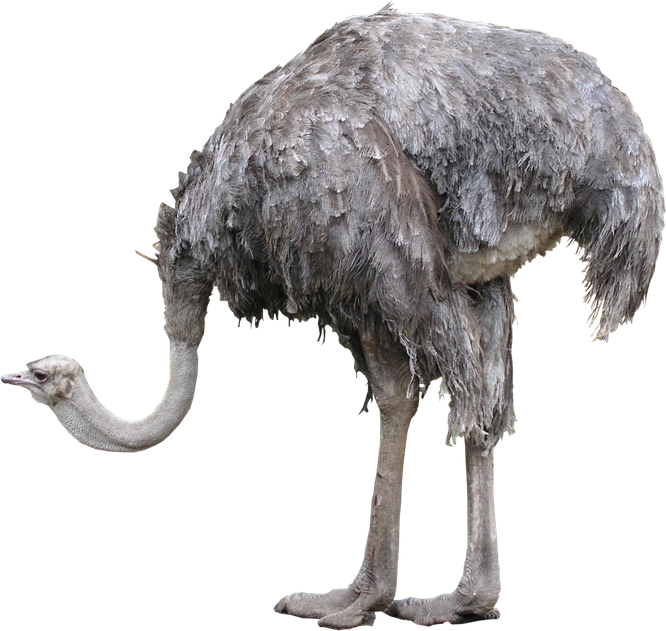 Ostrich Png Photos (gray, black, silver)