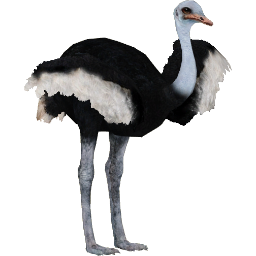 Ostrich Png Pic (white, black)