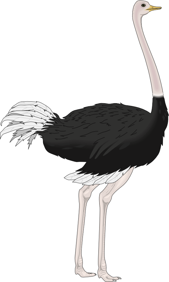 Ostrich Png Transparent Image (white, black)