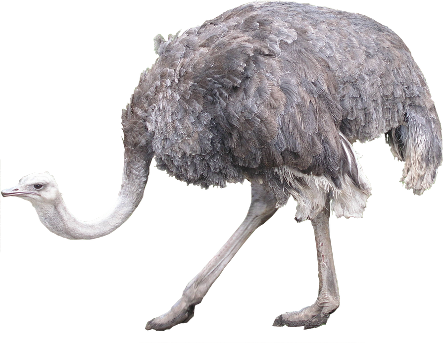 Ostrich Transparent Png (black)