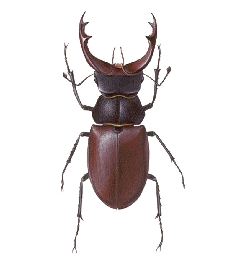 Stag Beetle Transparent Png (gray)