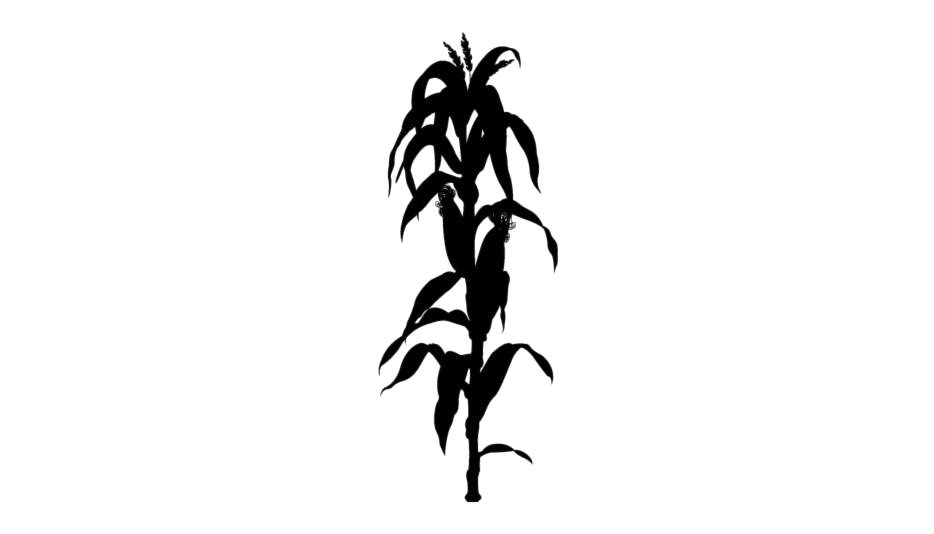 Stalk Png File (white, lavender, black)