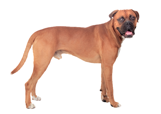 Standing Boxer Dog Transparent Png (salmon, black)