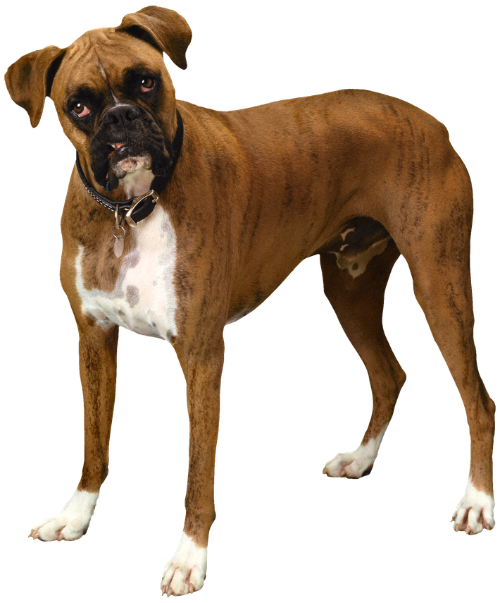 Standing Bulldog Png Clipart (maroon, black)