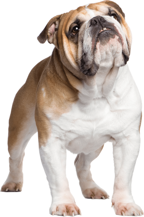 Standing Bulldog Png File (white, beige, black)